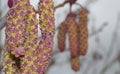 Common alder Ã¢â¬â Alnus glutinosa flower